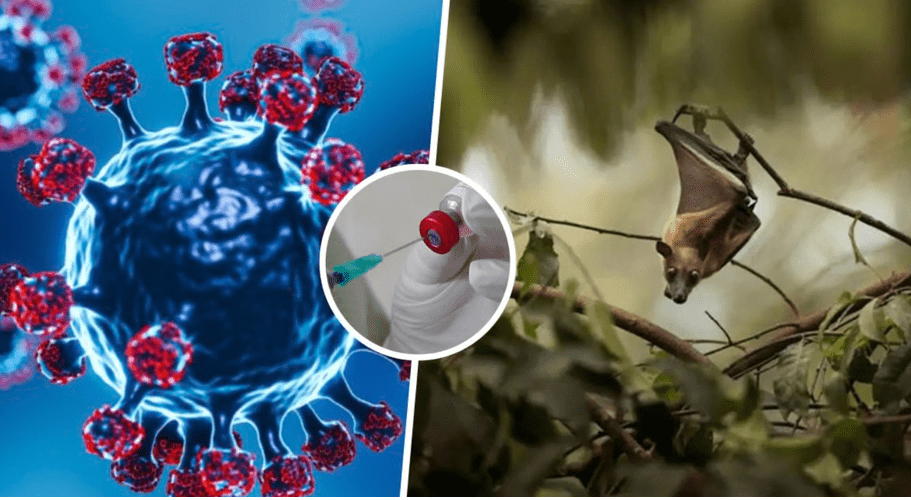 Nga India drejt botës  Çfarë duhet të dini për virusin Nipah